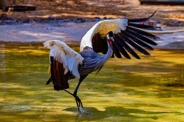  crowned crane flaps its wings