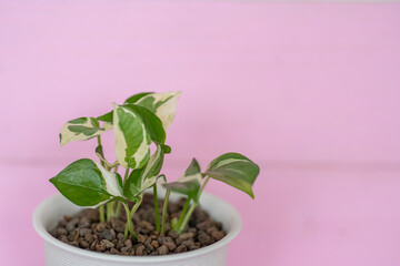 The plant in the white pot is a house air purifier placed on a pink wooden table. Refreshing ideas for home and home decoration 