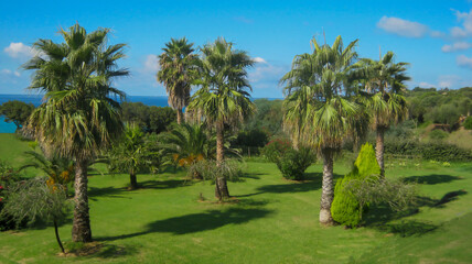 Fototapeta na wymiar palm trees in mediterranean garden with sea in background