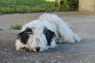 Fototapeta premium black and white tufted dog