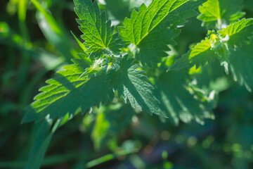 Fresh lemon balm leaves on a plant of green fragrant mint