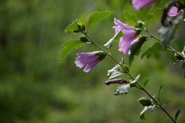 rain and raindrops on a pink flower