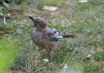 the jay is looking for food on the grass