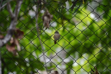 a small brown bird on a wire fence