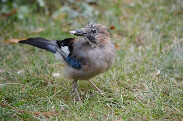 the colorful bird found food and ate on the grass