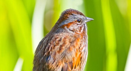 Wild sparrow
