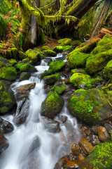 Columbia River gorge stream with moss