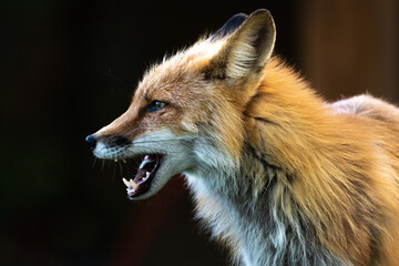 Side profile of a wild red fox seen in outdoor environment with dark background, charasmatic mouth...