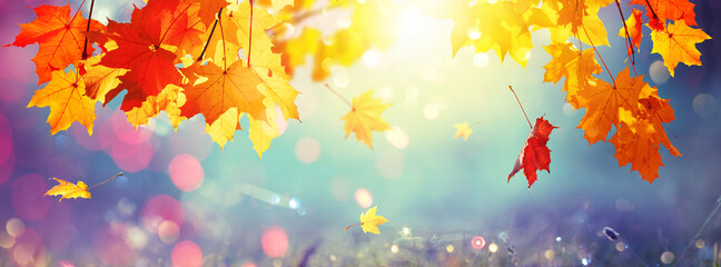 Falling Autumn Maple Leaves. Natural Colorful Background