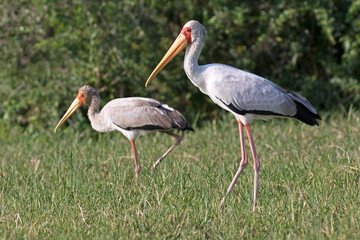 The african yellow-billed stork (Mycteria ibis), sometimes also called the wood stork or wood ibis