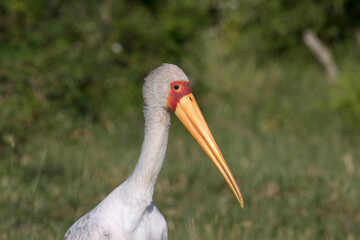 The african yellow-billed stork (Mycteria ibis), sometimes also called the wood stork or wood ibis