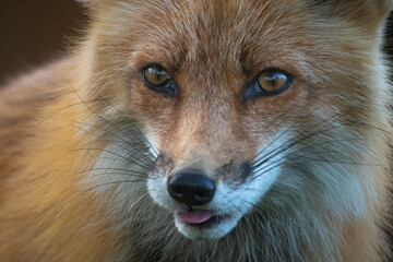 Close up face of a beautiful red fox seen in summer time filling the whole frame. 