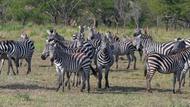 A herd of plains zebras (Equus quagga) in Serengeti National Park, Tanzania, Africa