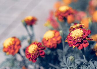 red and yellow flowers