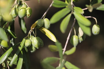 Fototapeta premium Olivier