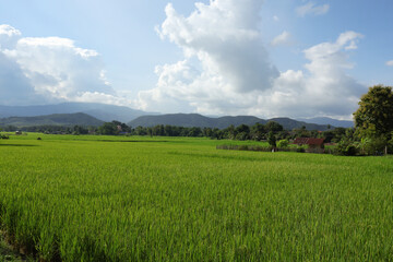 rice field in the summer