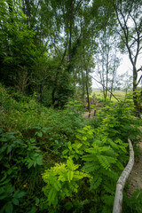 Ingendael nature reserve near Valkenburg, The Netherlands