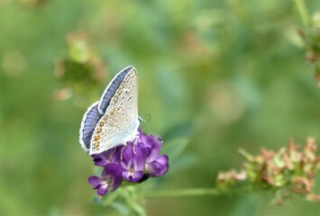 Blue butterfly and purple flower on the meadow