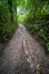 Tracks through the forest near Berg en Terblijt