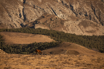 horse in mountain