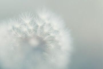Macro image of dandelion, shallow depth of field. Blurred foreground. Abstract summer nature...