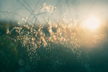 Green grass with morning dew at sunrise. Macro image, shallow depth of field. Beautiful summer nature background - obrazy, fototapety, plakaty