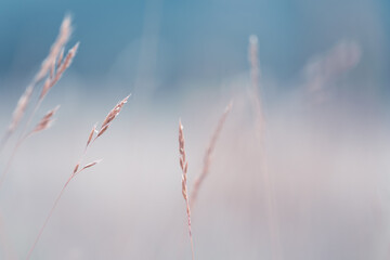 Dry autumn grasses in a forest meadow. Macro image, shallow depth of field. Abstract nature...