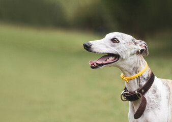 Cheerful smiling dog in front of green natural background. Whippet breed, white with fawn color....