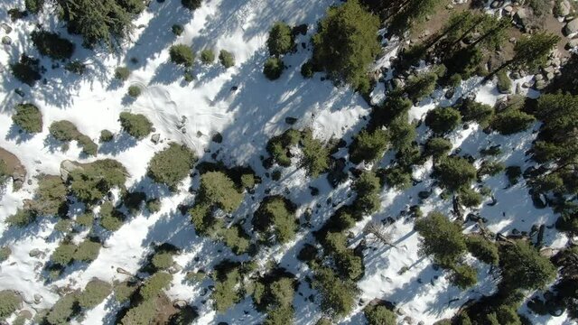 Winter Forest Aerial Shot Bird's Eye View Snow San Bernardino Mountains Spin L California USA