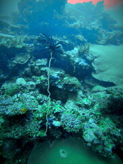 Colorful coral on a reef in Fiji