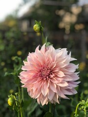 cafe au lait dahlia in the garden, blush flower © Katy