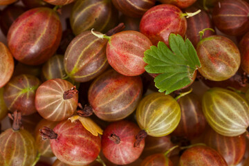 Background of colorful ripe red gooseberries with leaf. Top view.