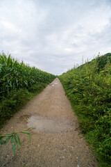 Agricultural fields outside Maastricht, The Netherlands