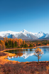 Kidelu lake in Altai mountains, Siberia, Russia. Snow-covered mountain peaks and yellow autumn forest. Beautiful autumn landscape.