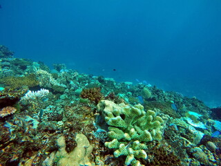 Tropicl reef with fish in Fiji