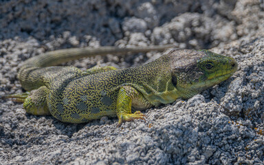Lagarto verde tomando el sol