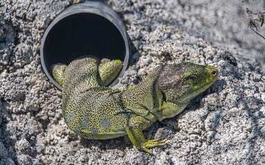 Lagarto verde