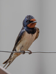 Golondrina posando