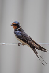Golondrina cantando