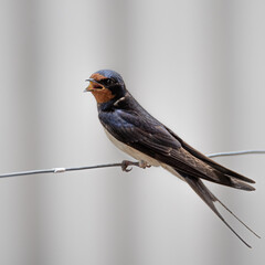 Golondrina cantando