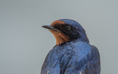 Golondrina primer plano