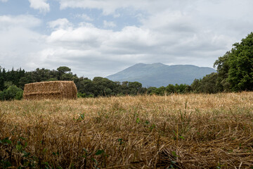 Campo con balas de paja