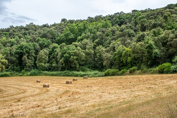 Campo con balas de paja
