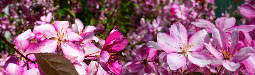 Pink flowers of fruit tree close-up.