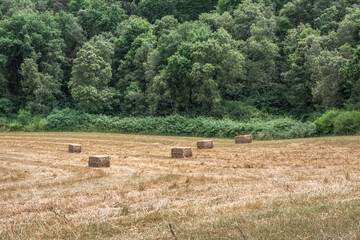 Campo con balas de paja