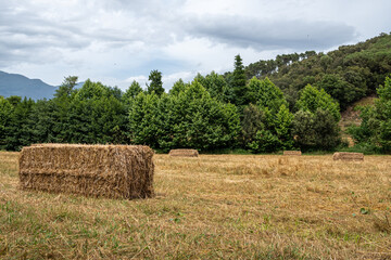 Campo con balas de paja