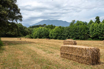 Campo con balas de paja