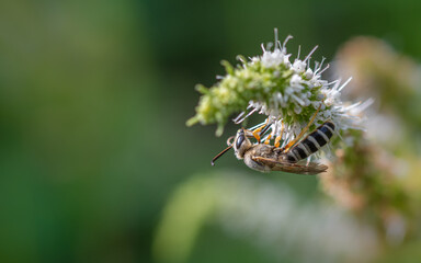 insecto encima de una flor 