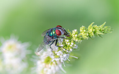 Mosca verde en una flor