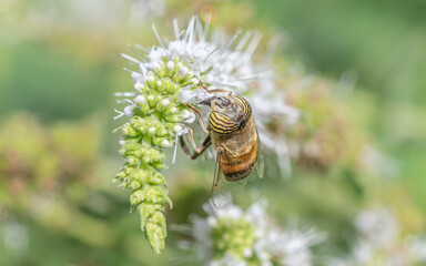 Insecto que parece una abeja